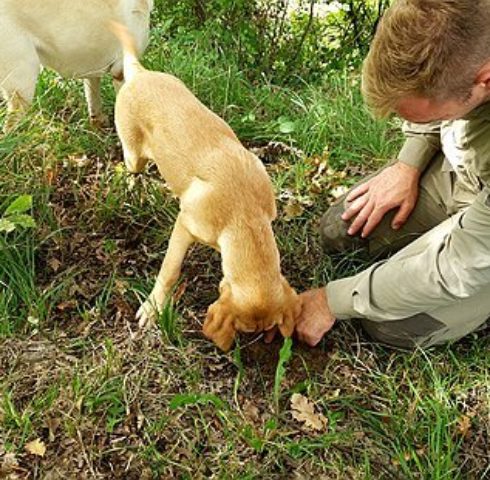 Zoek truffels samen met de honden