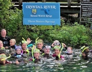 Zwem tussen de zeekoeien