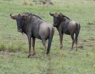 wilde dieren in Pilanesberg