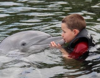 Zwemmen met de dolfijnen