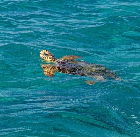 Spot zeeschildpadden in Zakynthos