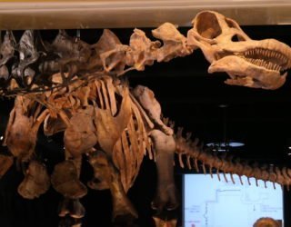 Natural Museum of History met kinderen