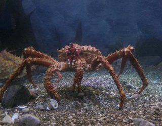 Ripley's aquarium Toronto