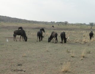 op safari in een wildreservaat