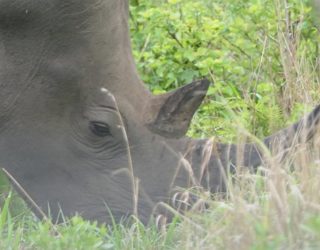 Neushoorns in Zuid-Afrika