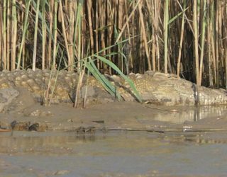 krokodillen