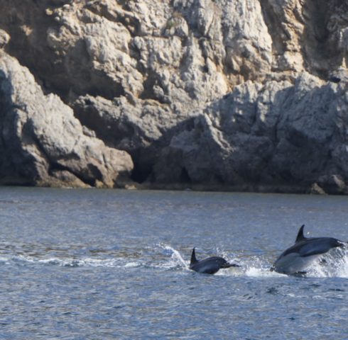 Dolfijnen spotten aan de Costa Lisboa