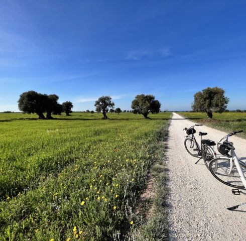 Ostuni fiets tussen olijfboomgaarden
