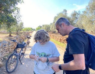 Ostuni olijfboomgaard