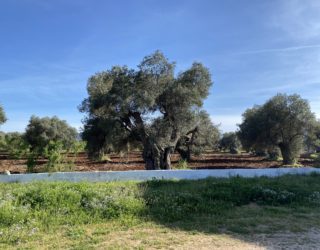 Ostuni olijfboom