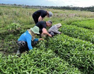 Meewerken op rijstveld