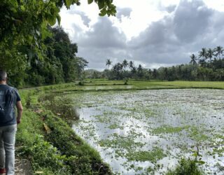 Tussen de rijstvelden