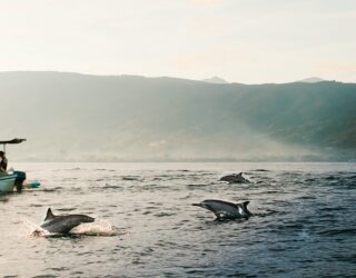 Dolfijnen Lovina