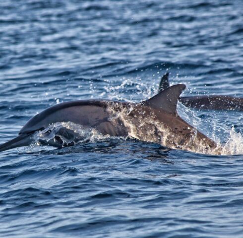 Wilde dolfijnen spotten in Lovina