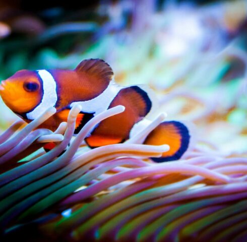 Snorkelen tussen kleurrijke koraalriffen