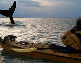Kajakken tussen de walvissen