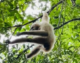 Aapje in de jungle van Khao Yai