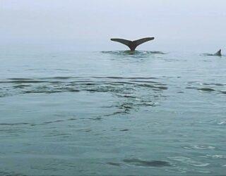 Walvissen spotten in Canada