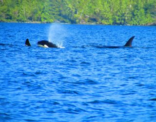 Zeedieren spotten vanop een boot