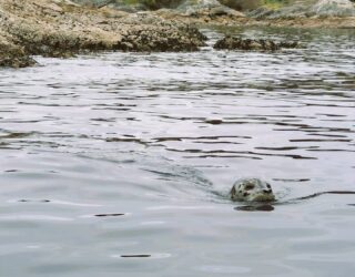 Zeeleeuw in Victoria