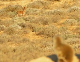 Meerkat bespiedt hert in Zuid Afrika