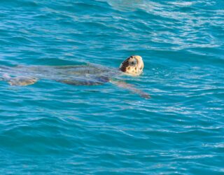 Schildpad piept uit het water bij Zakynthos