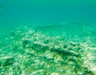 Vis bij de verdronken stad in Epidaurus