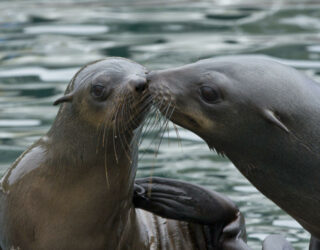 Zoenende zeehonden op Duiker Island