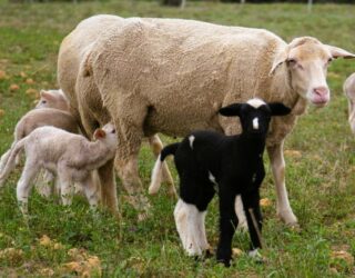 Schapen op de boerderij in Zuid-Afrika