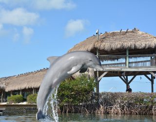 Zwemmen met dolfijnen in Florida