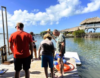 Ponton bij zwemmen met dolfijnen
