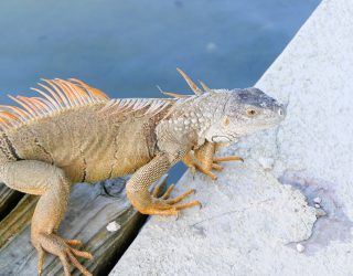 Iguana in Florida