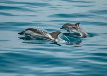 Race op zee met de dolfijnen