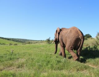 Olifant in Addo Elephant Park