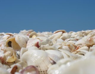 Verzamel schelpen in Sanibel