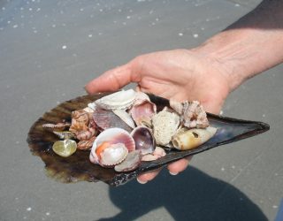 Kind verzamelt schelpen in Sanibel