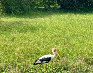Vogel op gras Yala