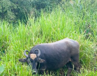 Waterbuffel spotten Minneriya National Park
