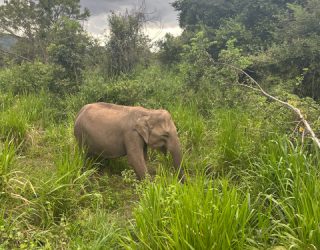 Olifanten spotten in Minneriya National Park