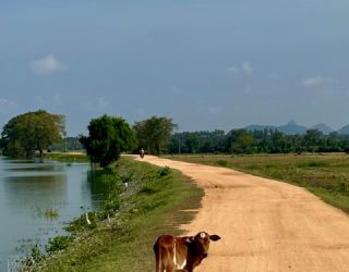 Dier op landweg in Weerawila