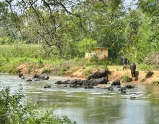 Waterbuffels in het water in Weerawila
