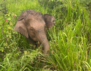 Olifant in Minneriya National Park