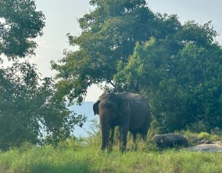 Olifanten spotten Gal Oya