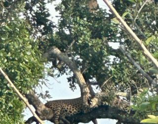 Luipaard in boom Yala National Park