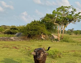 Waterbuffel in natuur Yala