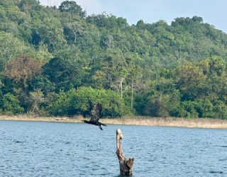 Vogels spotten op meer Gal Oya