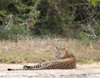 Luipaard in Yala