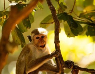 Aapje in Yala National park