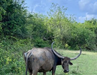 Waterbuffel in Yala