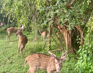 Hertjes in Yala